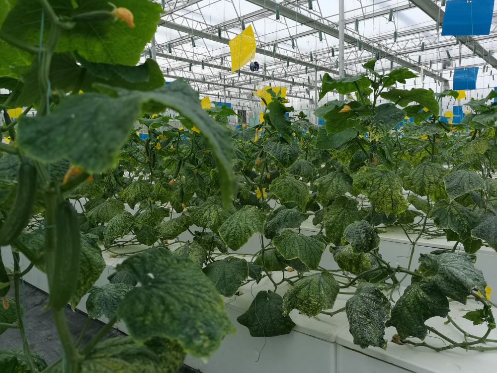尊龙凯时人生就是搏!光电植物生长灯事业部的产品用于植物农场蔬菜莳植